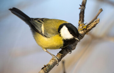 great tit perched at Saltykovsky forest park, Kosino-Ukhtomsky, Moscow, Russia at winter