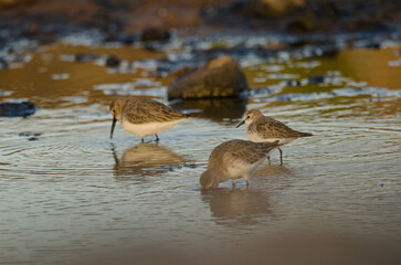 Little stint Calidris minuta among dunlin Calidris alpina. Juncalillo del Sur. San Bartolome de Tirajana. Gran Canaria. Canary Islands. Spain.