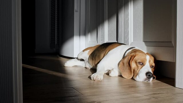 Dog Beagle lies at home on the floor and preparing to sleep. The puppy is resting, lying stretched out in the rays of the sunset. Mans best friend. High quality 4k footage