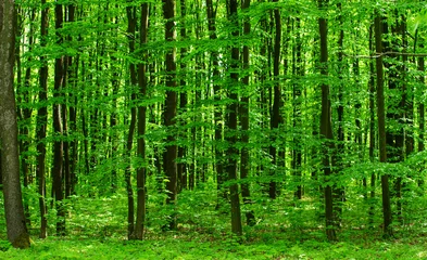Poster de jardin  Forest trees. nature green wood sunlight backgrounds  © photolink