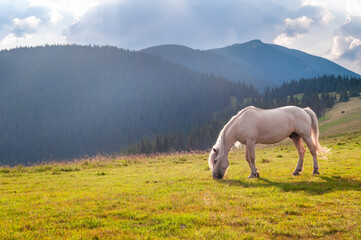 Fototapeta premium Beautiful white horse grazes on mountain meadows. Carpathian mountains, Ukraine.