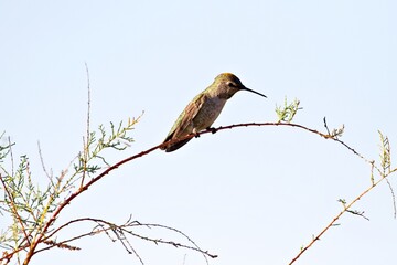 Kolibri im Sonnenschein