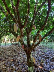 Fototapeta premium tree in autumn