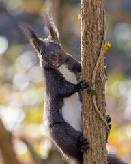 Squirrel in the forest