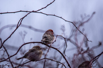 bird on a branch
