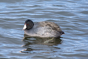 American Coot