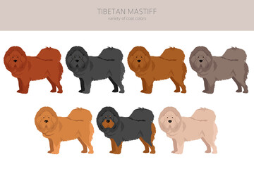 Tibetan mastiff clipart. Different poses, coat colors set - obrazy, fototapety, plakaty