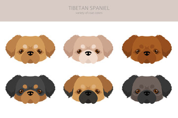 Tibetan spaniel clipart. Different poses, coat colors set
