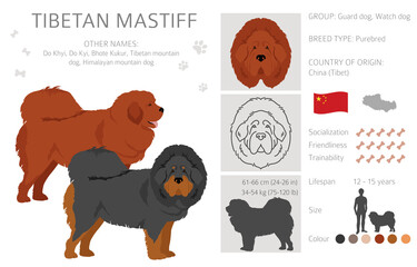 Tibetan mastiff clipart. Different poses, coat colors set - obrazy, fototapety, plakaty