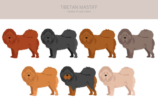 Tibetan mastiff clipart. Different poses, coat colors set