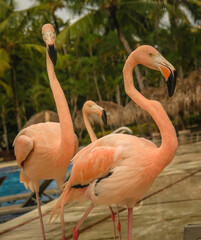 Flamingo next to the pool