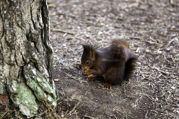 Squirrel in forest