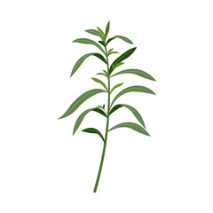 Tarragon sprig isolated on white. Vector color illustration of leafy green seasoning for food.