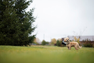 a small dog with a veterinary collar runs through the grass