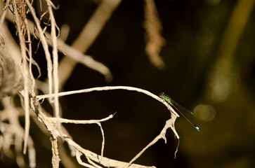 Obraz na płótnie Canvas Male blue tail Ischnura saharensis. Tony Gallardo Park. Maspalomas. San Bartolome de Tirajana. Gran Canaria. Canary Islands. Spain.