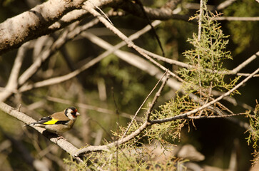 European goldfinch Carduelis carduelis parva. Tony Gallardo Park. Maspalomas. San Bartolome de...