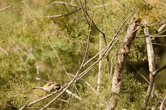 European goldfinch Carduelis carduelis parva wiping its beak on a branch. Tony Gallardo Park. Maspalomas. Gran Canaria. Canary Islands. Spain.