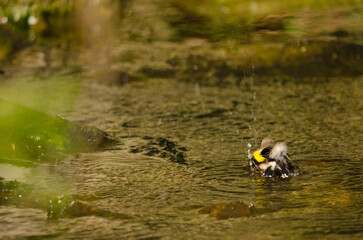 European goldfinch Carduelis carduelis parva bathing. Tony Gallardo Park. Maspalomas. San Bartolome de Tirajana. Gran Canaria. Canary Islands. Spain.