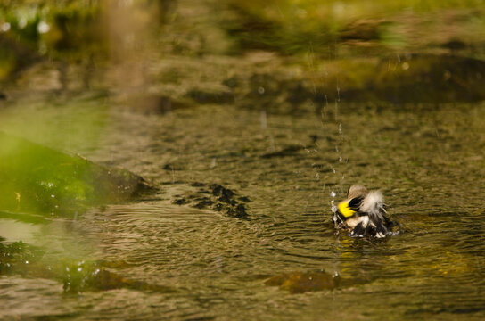 European goldfinch Carduelis carduelis parva bathing. Tony Gallardo Park. Maspalomas. San Bartolome de Tirajana. Gran Canaria. Canary Islands. Spain.