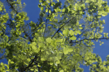 Nature in spring. Beautiful Spring green natural background. Beauty in nature.  Spring green tree on soft focus sky background. Green planet. Ecology. Environmental protection concept. Copy space.