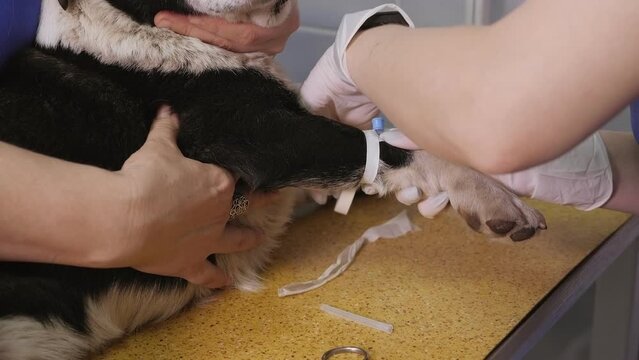 A veterinarian installs an intravenous catheter for a dog in a vet clinic. A sick dog is given injections in the hospital.