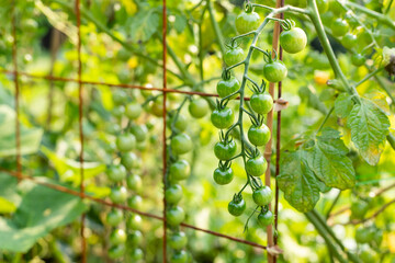 Green small unripe cherry tomatoes growing in vegetable garden in summer. Natural background