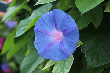 purple flower in the garden