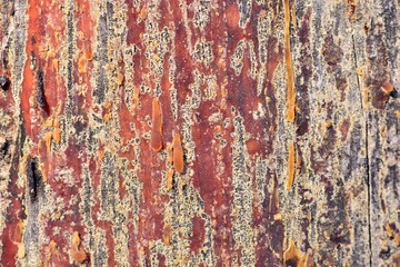 Detalle de la resina de un árbol en su tronco