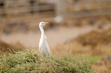 Cattle egret Bubulcus ibis on alert. Aguimes. Gran Canaria. Canary Islands. Spain.