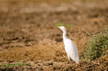 Cattle egret Bubulcus ibis on alert. Aguimes. Gran Canaria. Canary Islands. Spain.