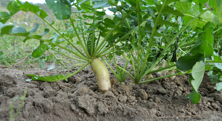 Daikon radish grows in organic open ground