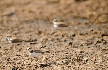 Little ringed plovers Charadrius dubius. Aguimes. Gran Canaria. Canary Islands. Spain.