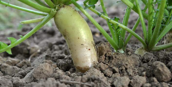 Daikon radish grows in organic open ground