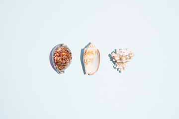 Seashells on pastel blue background. Minimal summer, sea, vacation and travel concept with copy space. Flat lay.
