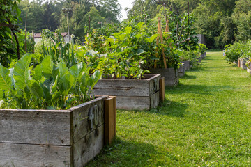 Community garden with vegetable beds in local public park. Vegetables growing in boxes.
