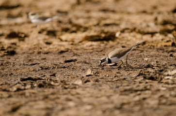Little ringed plover Charadrius dubius searching for food. Aguimes. Gran Canaria. Canary Islands. Spain.