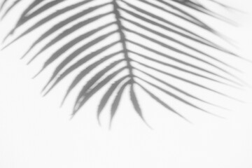 Abstract shadow black white palm leaf shadow on a white wall background. Horizontal creative theme poster, greeting cards, headers, website and app