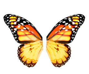Color monarch butterfly wings, isolated on the white background
