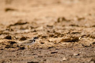 Little ringed plover Charadrius dubius. Aguimes. Gran Canaria. Canary Islands. Spain.