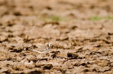 Little ringed plover Charadrius dubius preening. Aguimes. Gran Canaria. Canary Islands. Spain.