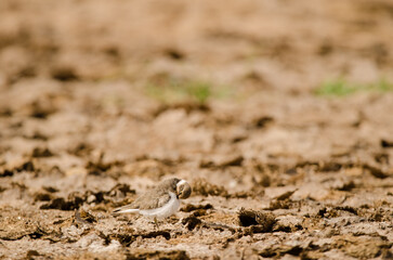 Little ringed plover Charadrius dubius preening. Aguimes. Gran Canaria. Canary Islands. Spain.