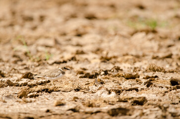 Little ringed plover Charadrius dubius resting. Aguimes. Gran Canaria. Canary Islands. Spain.