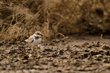 Little ringed plover Charadrius dubius. Aguimes. Gran Canaria. Canary Islands. Spain.