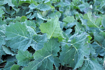 Fototapeta premium In the autumn field grows winter rape
