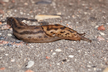 A great slug (lat. Limax maximus) crawls along the paths in the garden. The great slug is a terrestrial gastropod mollusk of the order pulmonary snails of the family Limacidae.