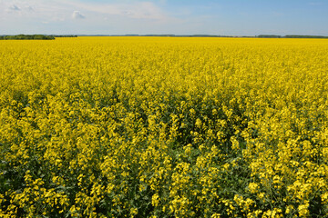 In spring, winter rape blooms in the field