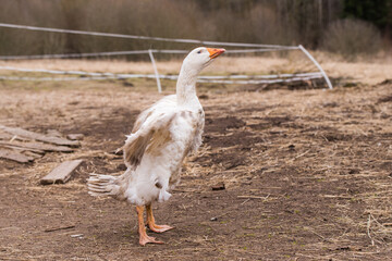 old white goose portait on nature outdoor