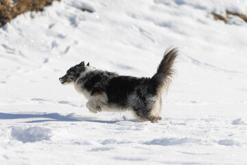 Hund im Schnee