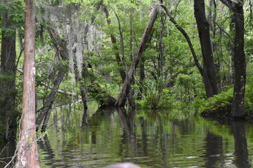 Fototapeta na wymiar Deep Bayou/Swamp - Louisiana - #1