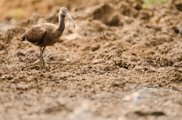 Glossy ibis Plegadis falcinellus on mud. Aguimes. Gran Canaria. Canary Islands. Spain.